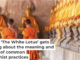 Thai men can be ordained from a few days to the rest of their lives. Pakin Songmor/Moment via Getty Images